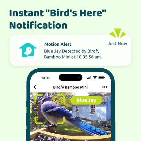 Birdfy Mini Bamboo Bird Feeder with Camera displays a notification and live video of a blue jay, highlighting its real-time bird detection feature.