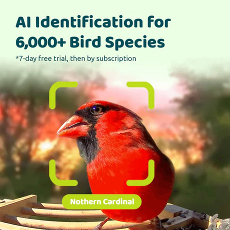 Birdfy Mini Bamboo Bird Feeder with Camera, featuring AI identification for 6,000+ bird species, shown with a Northern Cardinal in a stylized focus frame.
