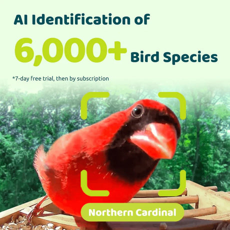 Birdfy Eco-friendly Bamboo Smart Bird Feeder ad highlights AI identifying 6,000+ bird species, featuring a Northern Cardinal with digital targeting brackets and trial offer details.