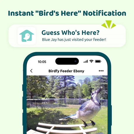 Birdfy Feeder Ebony - Wooden Smart Bird Feeder app notification shows a Blue Jay at the feeder with live camera view on a smartphone screen.