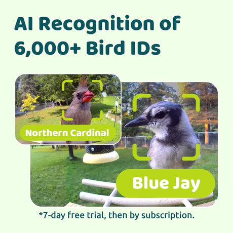 Birdfy Feeder Ebony - Wooden Smart Bird Feeder, featuring AI recognition for 6,000+ birds, with examples of Northern Cardinal and Blue Jay. Includes a 7-day free trial.