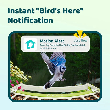 Birdfy Smart Metal Feeder with Camera detecting a blue jay; features durable metal, AI bird identification, solar panels, and app connectivity for real-time alerts.
