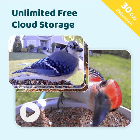 Birdfy Blue Bird Feeder 1 with Camera: Promo image showcasing AI bird recognition, unlimited cloud storage, and dual-mode night vision, featuring blue jay and woodpecker snapshots.