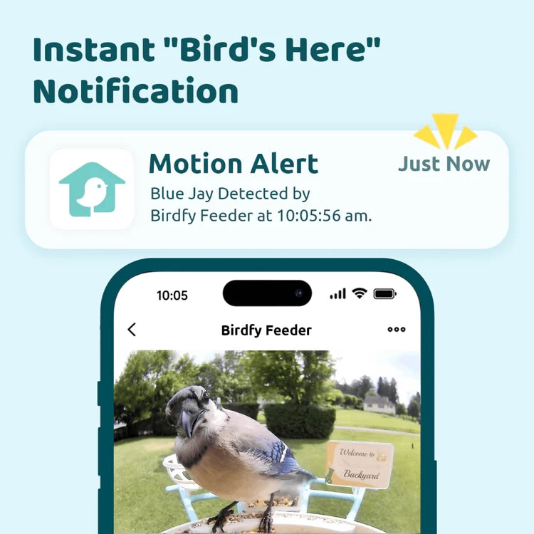 Birdfy Blue Solar Powered Bird Feeder app alert showing a Blue Jay detected, live-view image with feeder camera, capturing bird details in real-time.