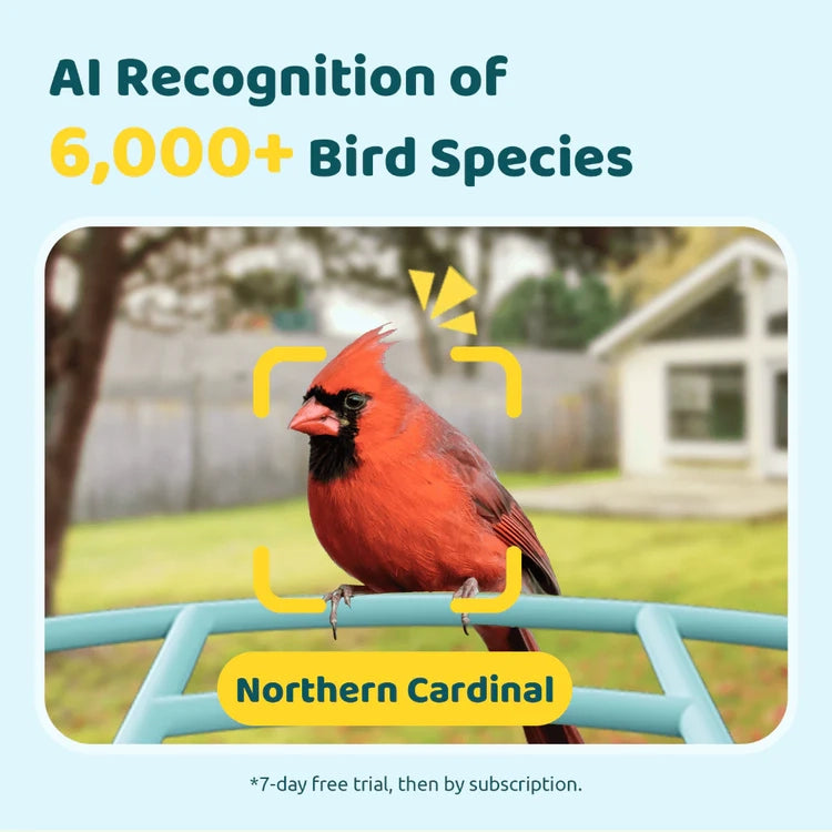 Birdfy Blue Solar Powered Bird Feeder with Camera & Solar Panel, featuring AI bird detection; shown identifying a Northern Cardinal with app details and subscription info.