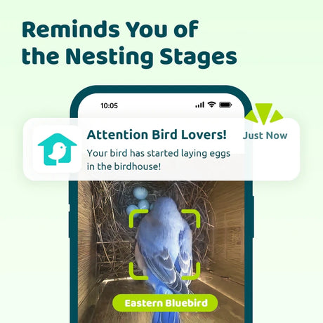 Birdfy Nest Polygon app mock-up showing Eastern Bluebird on eggs, with species identification, nesting alerts, and headline about nesting stage reminders.