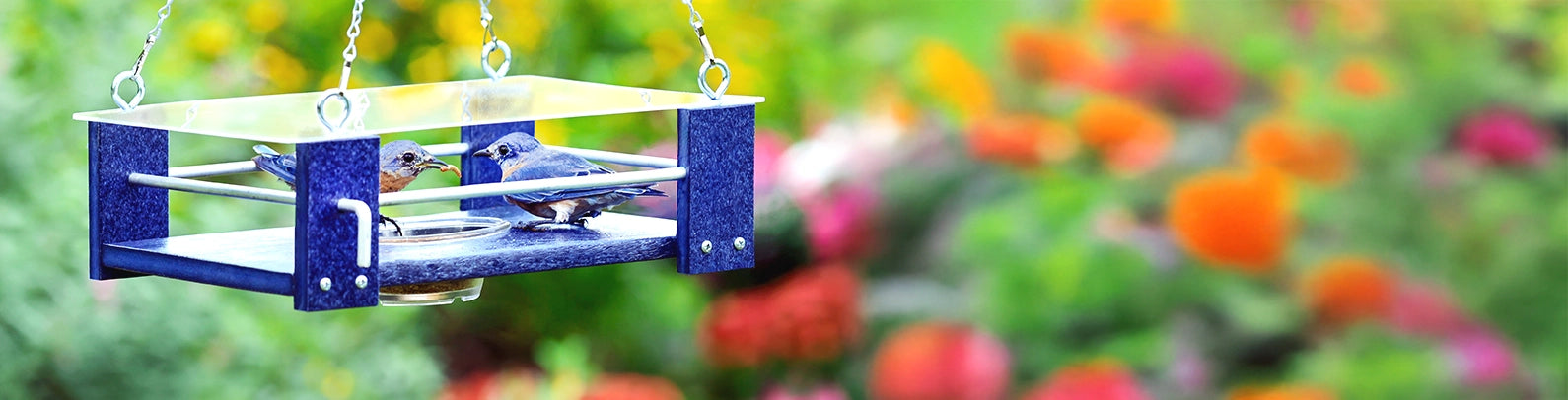 Bluebird Feeder with Bluebirds Eating Mealworms