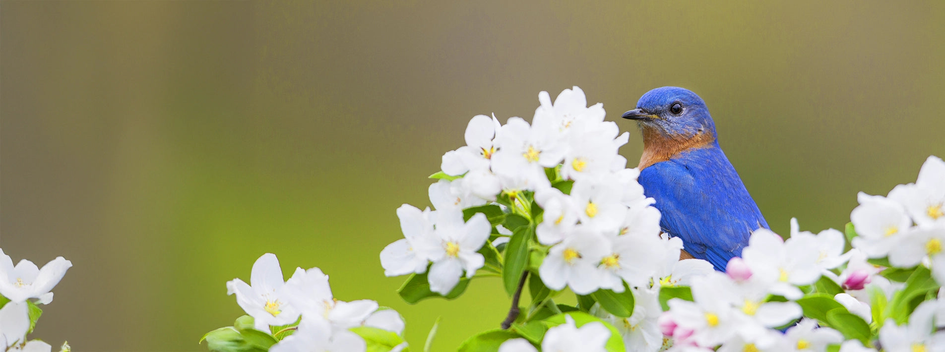 Blue bird perched among white flowers with a blurred green background