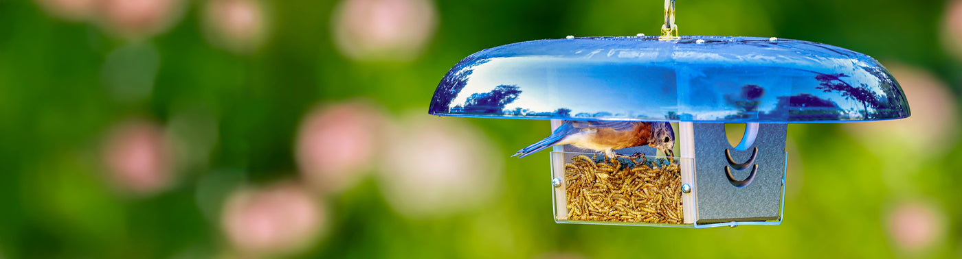 Duncraft Baffled Bluebird Mealworm Feeder 