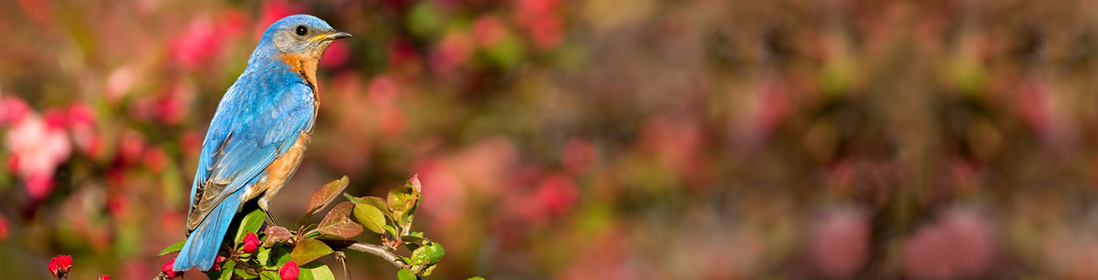 Vibrant Bluebird Sitting on a Flower Branch