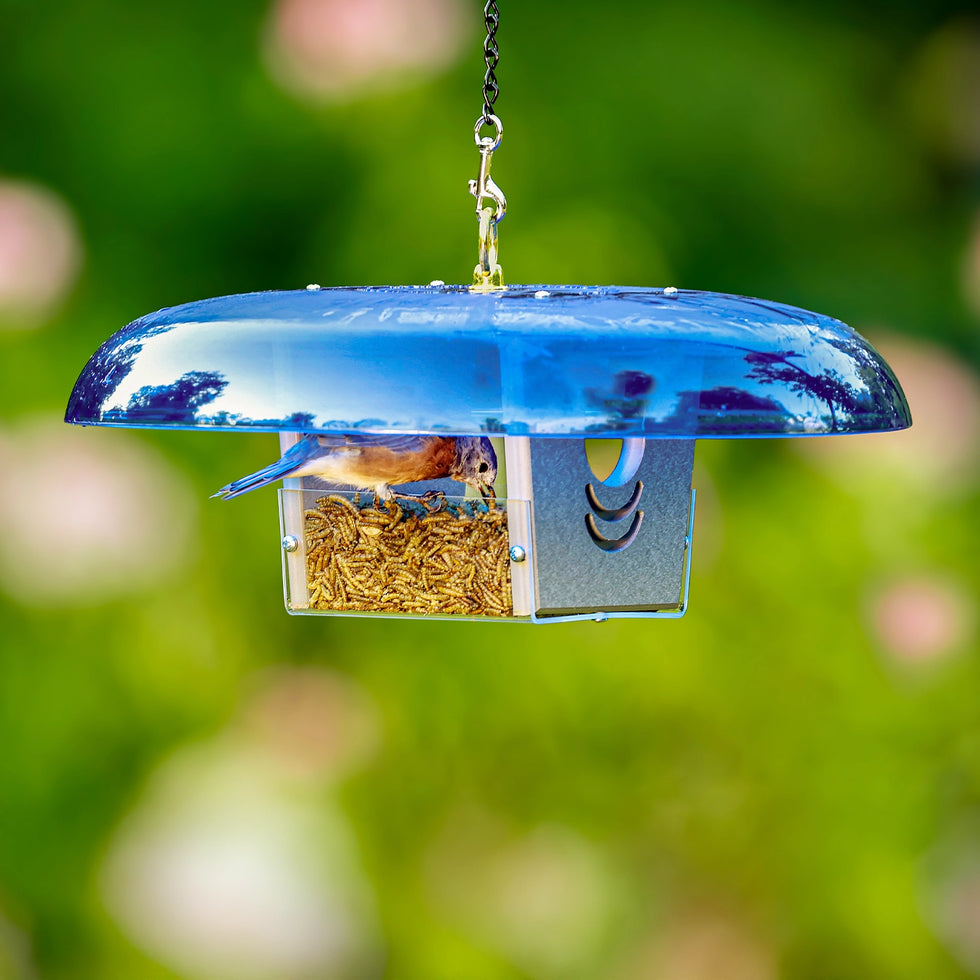 Duncraft Baffled Bluebird Mealworm Feeder 