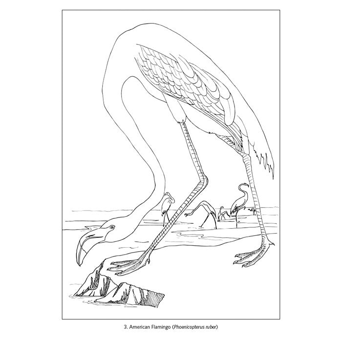 John James Audubon Birds Coloring Book featuring a line drawing of a flamingo, ideal for coloring with high-quality paper suitable for pencils, pens, and markers.