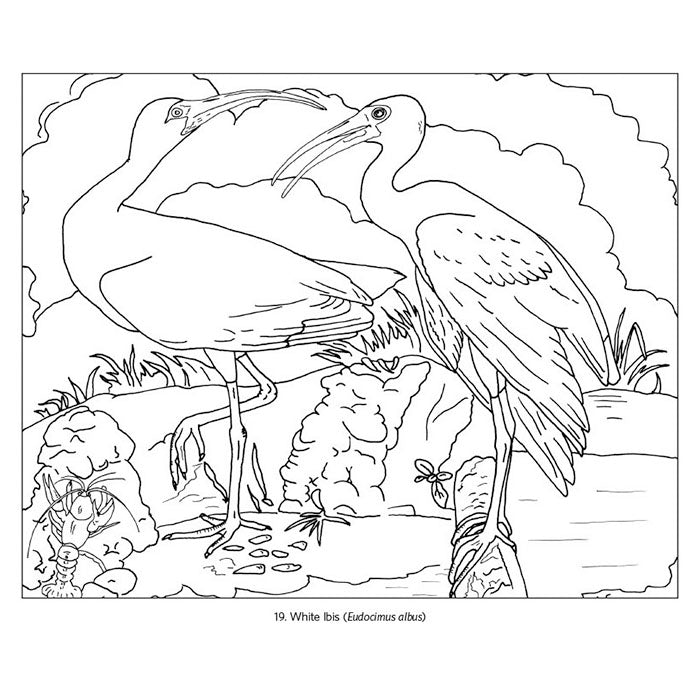 John James Audubon Birds Coloring Book featuring line art of two birds on high-quality paper, suitable for colored pencils, pens, and markers.