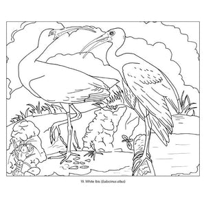 John James Audubon Birds Coloring Book featuring line art of two birds on high-quality paper, suitable for colored pencils, pens, and markers.