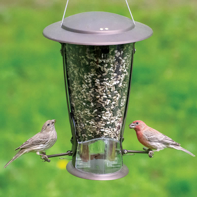 Squirrel-X2 bird feeder with two birds perched on it, showcasing spring-loaded perches designed to close under squirrel weight. Holds up to 4 lbs of seed.