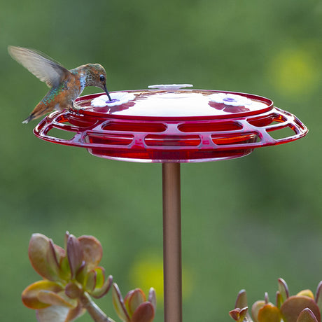 Hummingbird sipping nectar from the 3-in-1 Hummingbird Feeder, mounted on a window. The feeder features three feeding stations and a no-leak design.