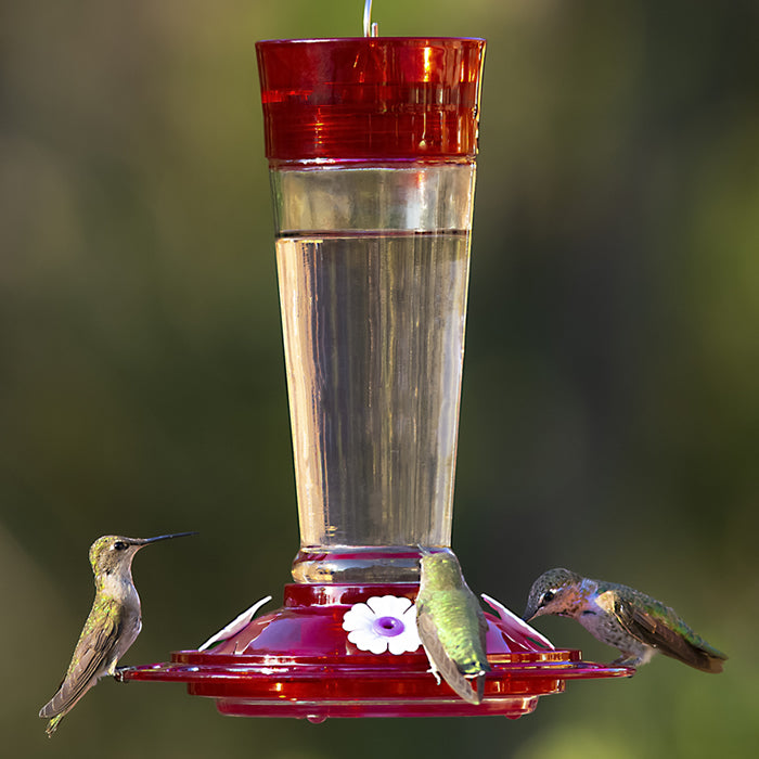 Classic Ruby Hummingbird Feeder with ant moat, five feeding ports, and clear glass reservoir, showing a hummingbird perched on the feeder.