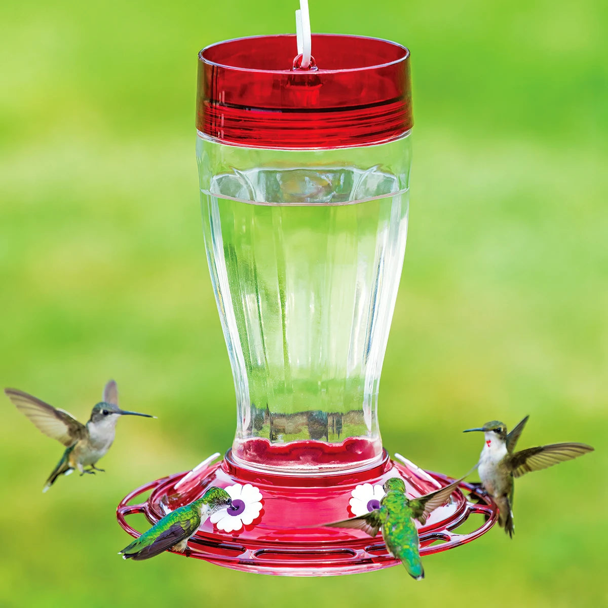 Hummingbird Feeder Hummingbird Rings For Sale Big Gulp Hummingbird