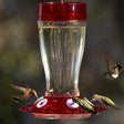 Big Gulp Hummingbird Feeder with five white flower ports, a heavy-duty glass jar, and a built-in ant moat, hanging from an S-hook.