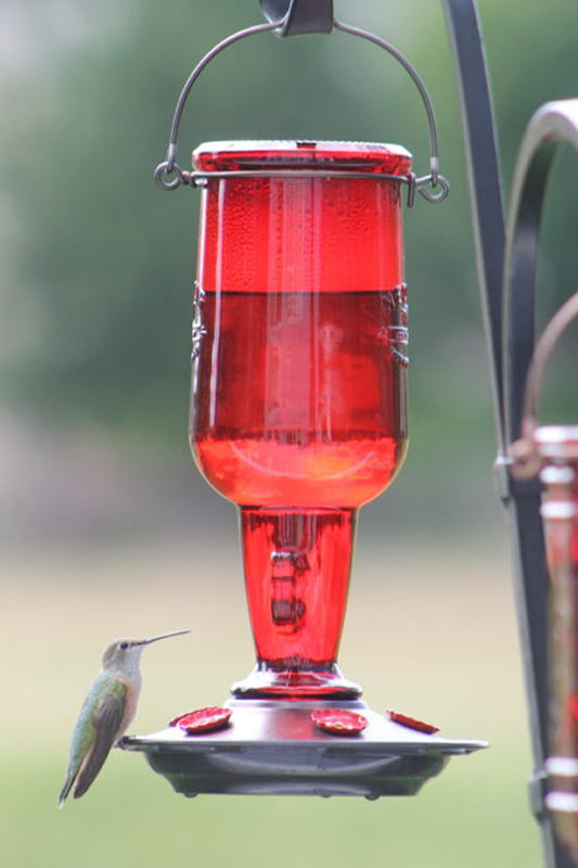 Red Jug Hummingbird Feeder with multiple feeding stations and a metal hanger, featuring a jug design with red feeding ports shaped like bottle caps.