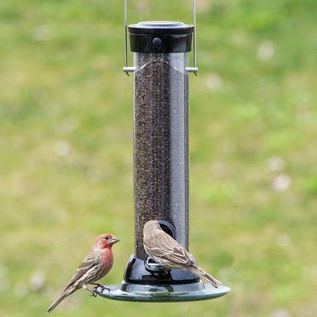 Droll Yankees 12 Onyx Clever Clean Finch Seed Feeder with bird perched on the feeder, featuring two feeding ports and a removable base for easy cleaning.