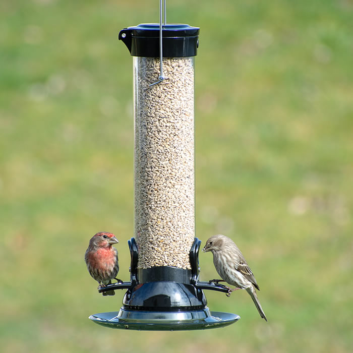 Droll Yankees Onyx Clever Clean 12 Tube Feeder with birds feeding; features removable base for easy cleaning and clear plastic for seed viewing.