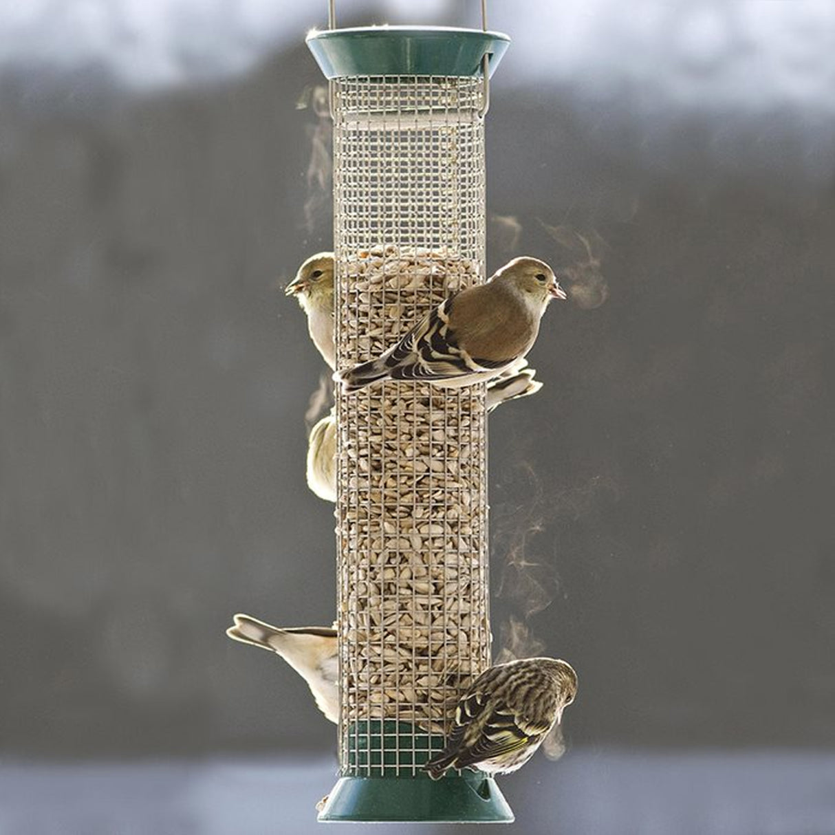 New Generations Metal Peanut Feeder