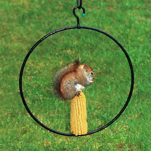 Squirrel eating corn on a black 14-inch diameter Corn Ring with a blunted nail, featuring a hanging hook for easy setup.