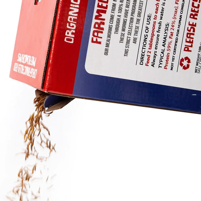 10 lbs. Chubby US Grown Dried Mealworms spilling from a red and blue box, perfect high-protein treat for bluebirds and other insect-eating birds.