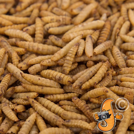 11 lbs. Chubby Dried Black Soldier Fly Larvae in a clear plastic bag, a high-protein treat for birds, raised and dried in the USA.