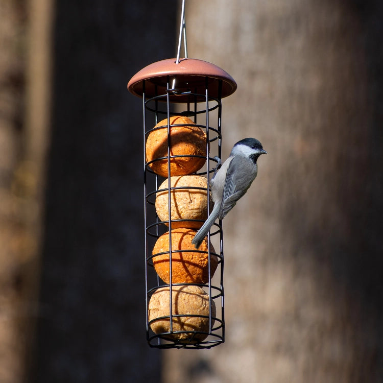 Suet Ball Feeder with a songbird clinging, pecking at fat-and-seed balls. Holds four balls, easy to refill and clean.