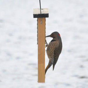 Cedar Suet Tail Prop Bird Feeder with a woodpecker feeding, using the tail prop for support. Features a two-sided wire mesh and vinyl-coated steel hanging cable.