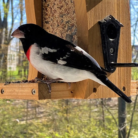 Cedar Vertical Wave Bird Feeder with a woodpecker perched on its tray, featuring four metal feeding ports and a clear window for seed levels.