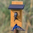 Cedar Bluebird Box House with two bluebirds perched in the birdhouse. Features predator guard, fledgling skerfs, and air vents for ventilation.