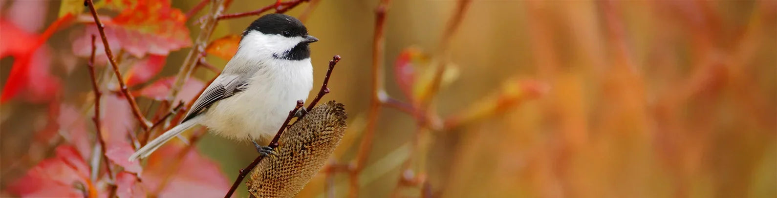 Chickadee perched on a branch with a fall background.