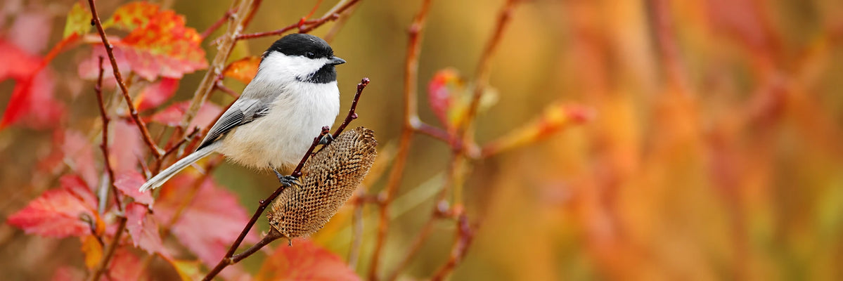 Small bird perched on a branch with autumn leaves in the background