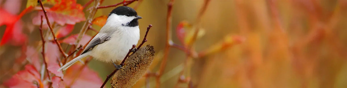 Small bird perched on a branch with autumn leaves in the background