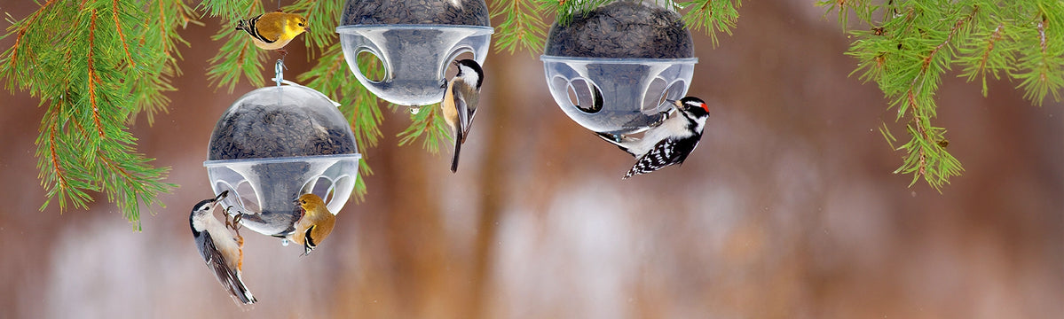 Three small birds perched on bird feeders hanging from a tree branch with a blurred natural background.