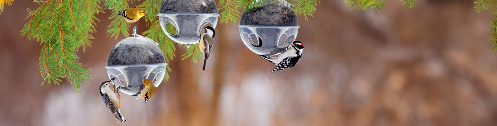 Round bird feeders hanging from a tree with birds perched on them, set against a blurred natural background.