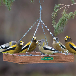 Duncraft Eco-Strong Platform Feeder with multiple birds perched, showcasing its spacious 12x12 inch tray and durable construction, perfect for attracting diverse bird species.