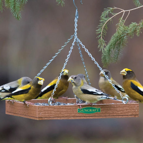 Duncraft Eco-Strong Platform Feeder with multiple birds perched, showcasing its spacious 12x12 inch tray and durable construction, perfect for attracting diverse bird species.