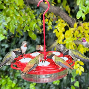 2-in-1 Plastic Dish Hummingbird Feeder: multiple hummingbirds feeding from red, five-port feeder with perches, hanging outdoors.