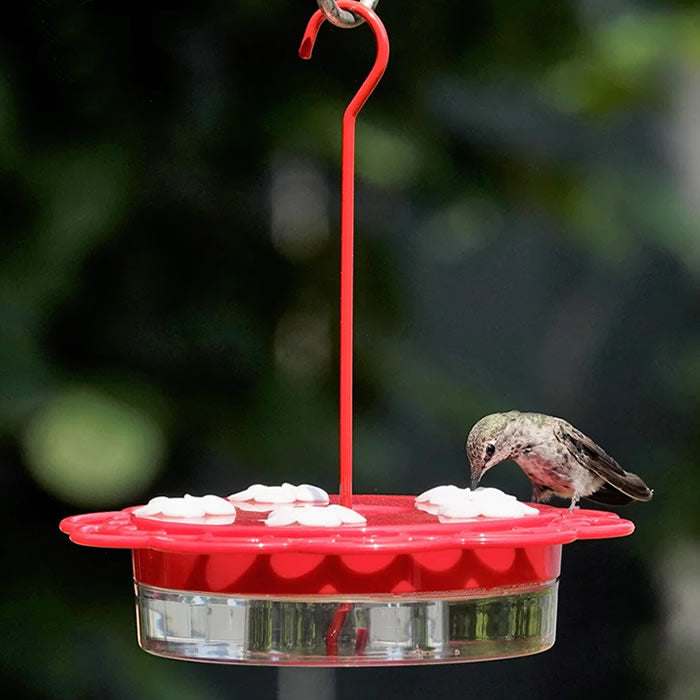 2-in-1 Plastic Dish Hummingbird Feeder featuring a bird feeding from one of its five ports, showcasing the product’s design and functionality.