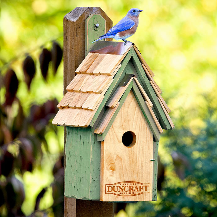 Duncraft Bluebird Manor House, Sage: A bluebird perched on a wooden birdhouse with a copper peak and shingled roof, designed for easy cleanout and nestling care.