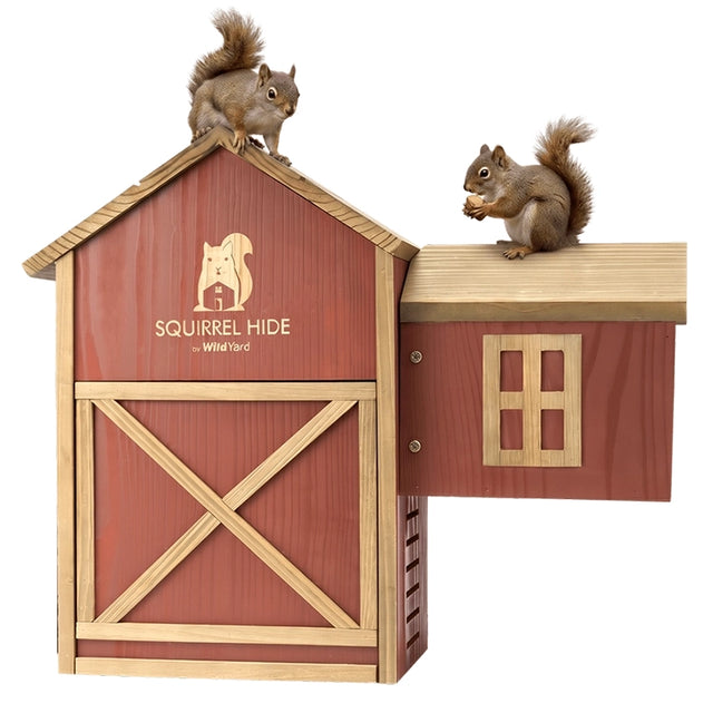 WildYard cedar squirrel house and feeder with red barn design and two gray squirrels perched on the roof