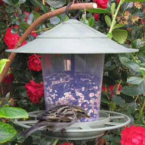 Eco Beacon Bird Feeder with a sparrow perched on it, showcasing its see-through hopper and sustainable design made from recycled plastic.