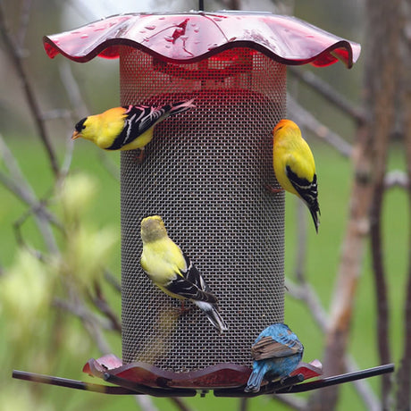 Red Nyjer Forever Feeder with six perches, yellow finches feeding on stainless steel mesh, built-in seed catch tray.