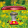 Fliteline Feeder & Baffle Set with hummingbirds hovering near, featuring six feeding ports, wraparound perch, and built-in ant moat for easy feeding and cleaning.