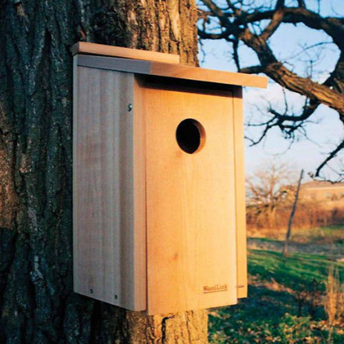 Woodlink Flicker House mounted on a tree, featuring a 2-1/2 inch entry hole, built-in ladder, and ventilation for flickers to nest and fledge safely.