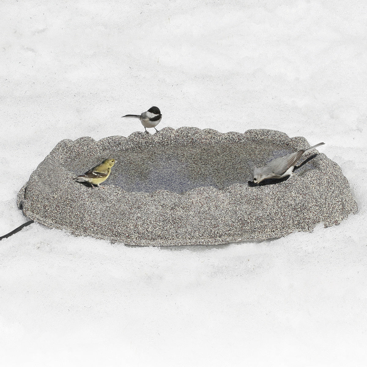 Heated Ground Bird Bath with birds enjoying it. Sand-coated, no-slip surface, 1-3/4 inch deep basin, 15-inch cord, and auto shut-off feature visible.